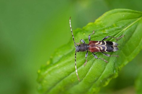Rufous-shouldered longhorn beetle, Anaglyptus mysticus, rufous-shouldered longhorn beetle,