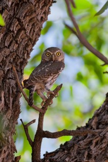 Pearl-spotted Owlet (Glaucidium perlatum), Namibia