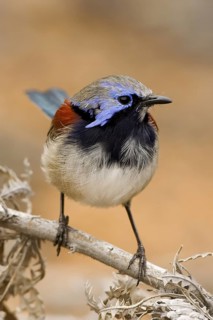 Blue-breasted Fairywren (Malurus pulcherrimus) male, Western Australia, Australia