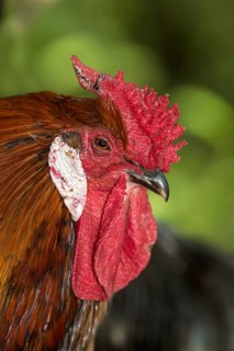Rooster of the Alsatian hen breed (Gallus gallus f. dom.), blue-fringed colour, with a rose comb