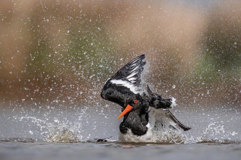 Eurasian Oystercatcher (Haematopus ostralegus) bathing, Schleswig-Holstein, Germany
