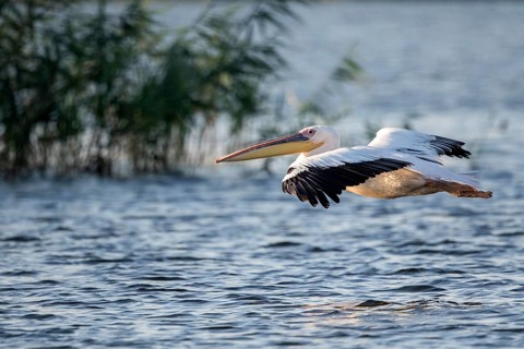 Great White Pelican (Pelecanus onocrotalus) flying, Danube Delta, Romania