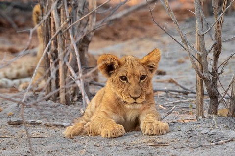 Cub, lion (Panthera leo), Savuti, Chobe National Park, Botswana