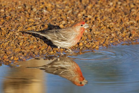 House Finch Carpodacus mexicanus Amado, Santa Cruz County, Arizona, United States 7 May Adult Male