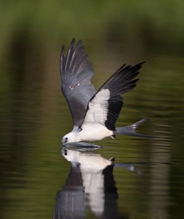 Swallow-tailed Kite (Elanoides forficatus) drinking in flight, Florida, USA