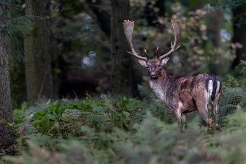 My hide is a real stroke of luck on this 23rd October, fallow deer (Dama dama) continuously appear