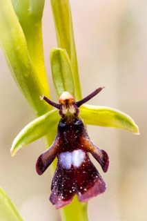 Europe, Germany, Lower Saxony, Orchids, fly orchid (Ophrys insectifera)