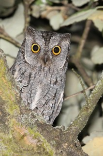 Eurasian Scops Owl (Otus scops), Covilha, Portugal