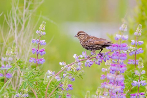 Red-winged Blackbird (Agelaius phoeniceus) female, Washington, USA