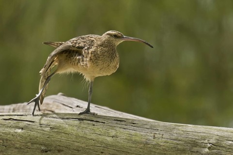 Bristle-thighed Curlew (Numenius tahitiensis), Hawaii, USA