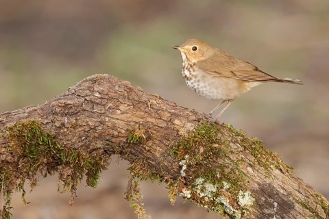 Swainson's Thrush (Catharus ustulatus) perched on a log, Texas, USA