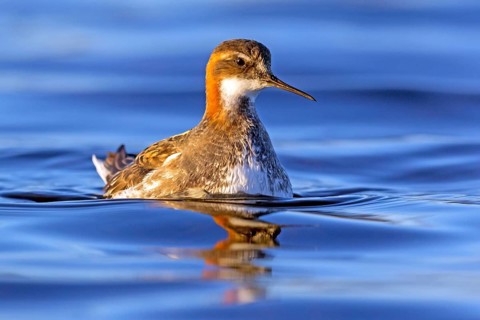 Odin's chicken, (Phalaropus lobatus), swims in the water, wading bird, Varanger, Finnmark, Norway