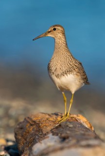Pectoral Sandpiper (Calidris melanotos), British Columbia, Canada