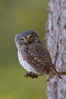 Pygmy Owl (Glaucicium passerinum), sitting on the branch of a tree, Pirchner Ast, Schwaz, Tyrol,