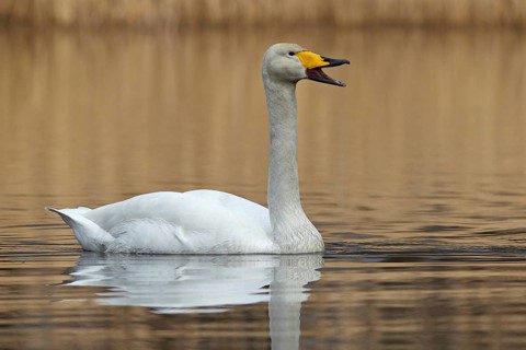 Whooper Swan (Cygnus cygnus) calling, Saxony-Anhalt, Germany