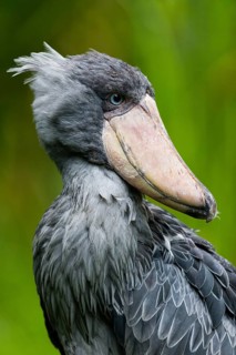 Shoebill Stork (Balaeniceps rex), portrait of adult bird, native to East Africa, South Sudan and