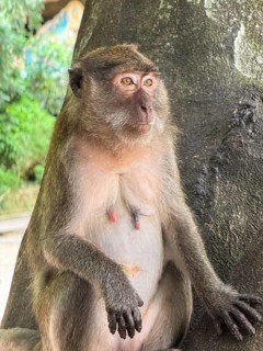 A thoughtful monkey sits peacefully by a tree, surrounded by lush greenery. Its expressive eyes and