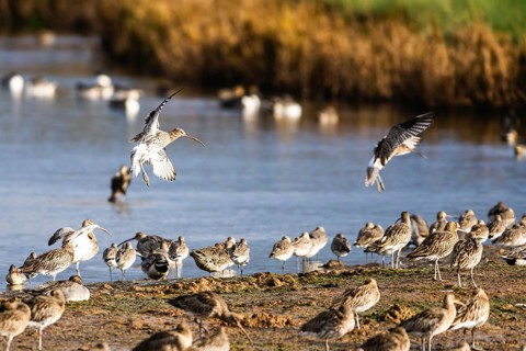 Eurasian Curlew, Numenius arquata, birds on marshes