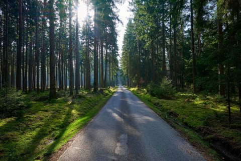 A narrow path leads through a dense forest, sunlight falls through the thick treetops, Mudau,