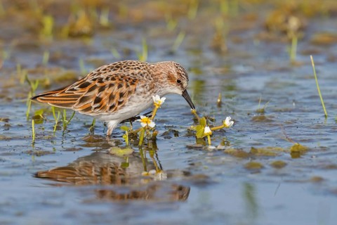 Animals, Birds, Little Sandpiper, (Calidris minuta), Biotope, Habitat, Foraging, Migratory bird,