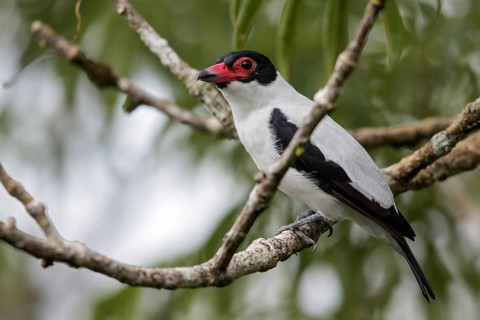 Black-tailed Tityra (Tityra cayana) perched on a branch in Ecuador