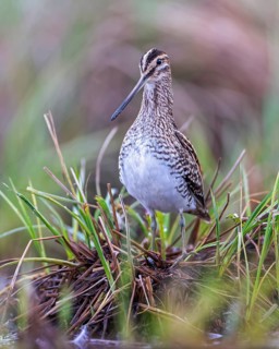 Common snipe (Gallinago gallinago) or marsh snipe. Shallow water zone, reed belt, foraging, wading