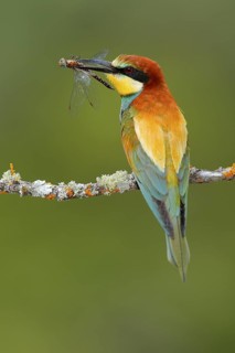 European Bee-eater (Merops apiaster) with dragonfly in beak, Andalusia, Spain
