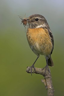 European Stonechat (Saxicola rubicola) female, Rhineland-Palatinate, Germany
