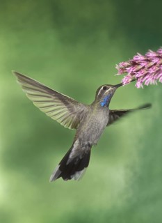 Blue-throated Mountaingem (Lampornis clemenciae), Arizona, USA
