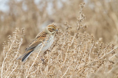 Reed Bunting - Rohrammer - Emberiza schoeniclus ssp. schoeniclus, Germany