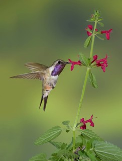 Lucifer Sheartail (Calothorax lucifer) male feeding on flower nectar, Texas, USA