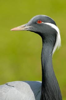 Jungfernkranich (Anthropoides virgo), Portrait, captive, Zoo/Gehege, NRW, Deutschland