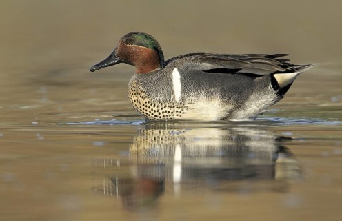 Green-winged Teal (Anas carolinensis) male, British Columbia, Canada