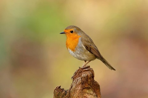 European Robin (Erithacus rubecula), Rhineland-Palatinate, Germany