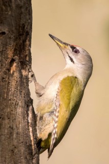 Grey-headed Woodpecker (Picus canus) male perched at tree, Romania