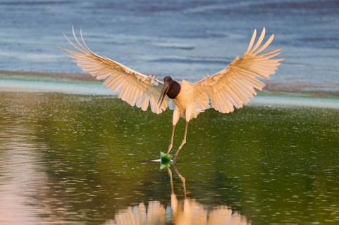 A bird lands on the water surface with its wings spread out, Jabiru (Jabiru mycteria), Pantanal,