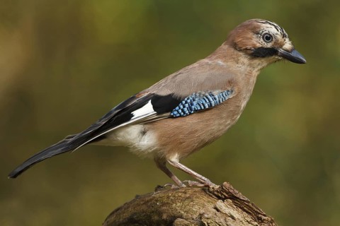 Eurasian Jay (Garrulus glandarius), Utrecht, Netherlands