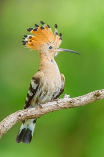 Wiedehopf, Upupa epops Eurasian hoopoe, Upupa epops