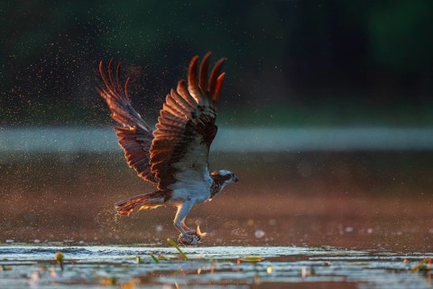 Western Osprey (Pandion haliaetus) hunting, with fish prey in its claws, Poland