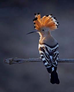 Hoopoe (Upupa epops) Bird of the Year 2022, sunrise, blue hour, backlight, portrait, raised bonnet,
