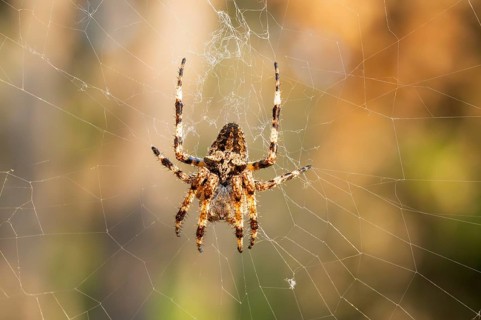 European garden spider (Araneus diadematus) hanging on a spider web at eveing on the island of