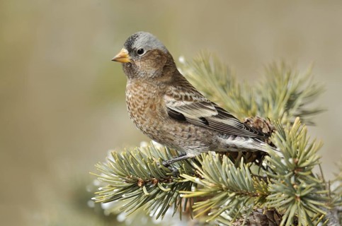 Grey-crowned Rosy Finch (Leucosticte tephrocotis), New Mexico, USA