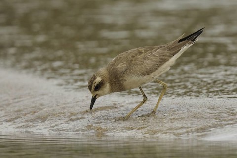 Caspian Plover (Charadrius asiaticus), Goa, India