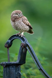 Little owl (Athene noctua), Vechta, Lower Saxony, Germany