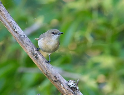 Large-billed Gerygone (Gerygone magnirostris), Queensland, Australia