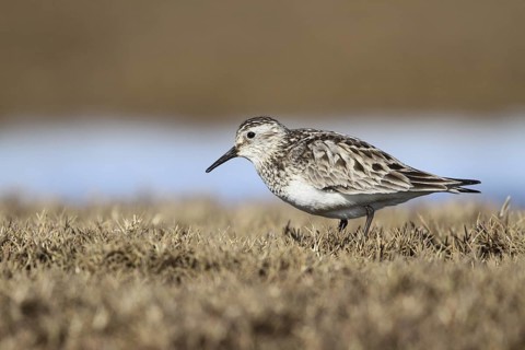 Baird's Sandpiper (Calidris bairdii) male, Alaska, USA