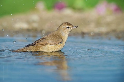 Garden Warbler (Sylvia borin) bathing, Aosta Valley, Italy