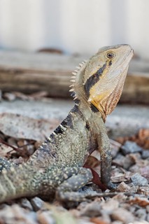 Australian Eastern water dragon (Physignathus lesueurii), Lone Pine Koala Sanctuary, Brisbane,