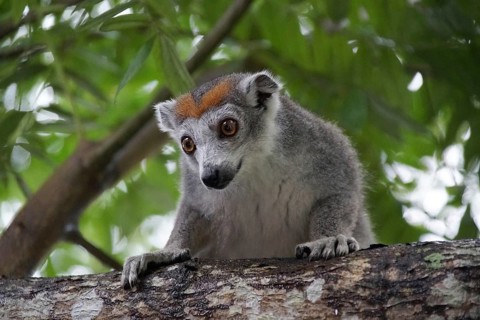 Lemur, Madagascar, Sifaka, National Park, Madagascar