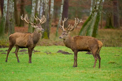 Two stags with large antlers standing in a meadow in an autumnal forest, red deer (Cervus elaphus),